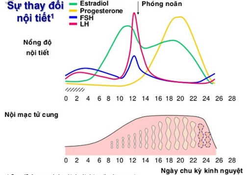 Nội mạc tử cung ảnh hưởng rất lớn quá trình thụ thai và phát triển của thai nhi